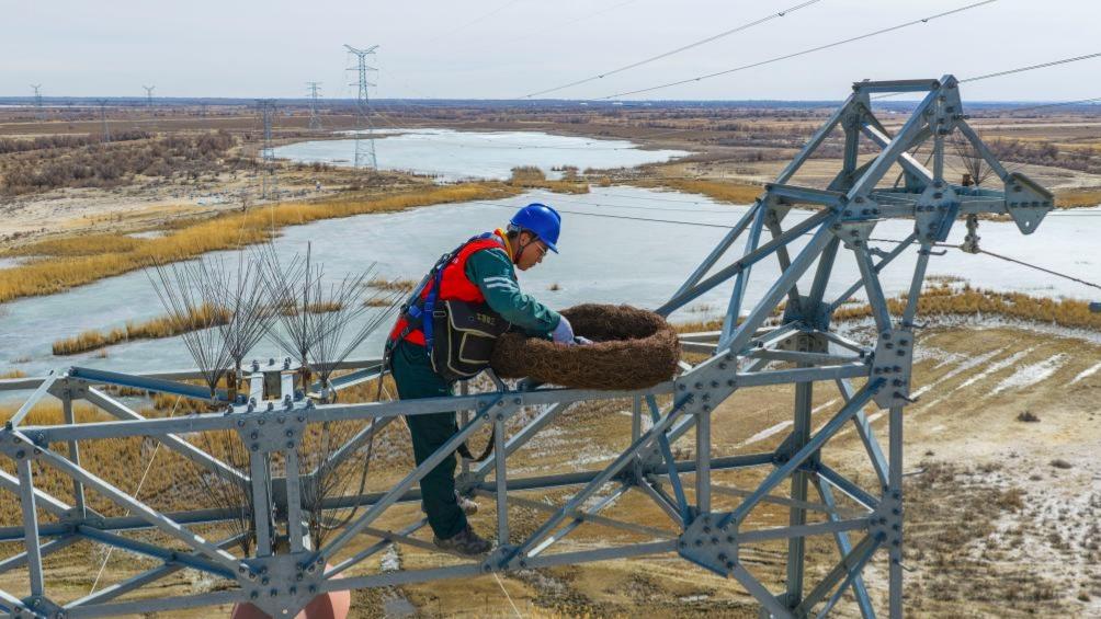 Ecological bird nests installed to protect migratory birds, power lines in Xinjiang