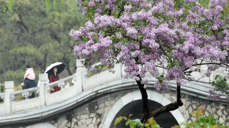 Spring tourism festival kicks off at Yuanmingyuan Park in Beijing