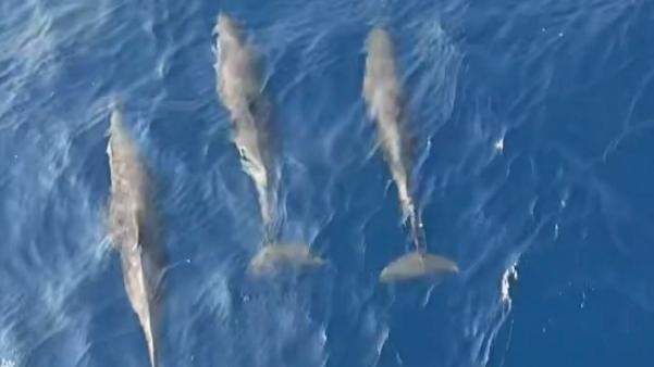 Dolphins dance near China's Xisha Islands