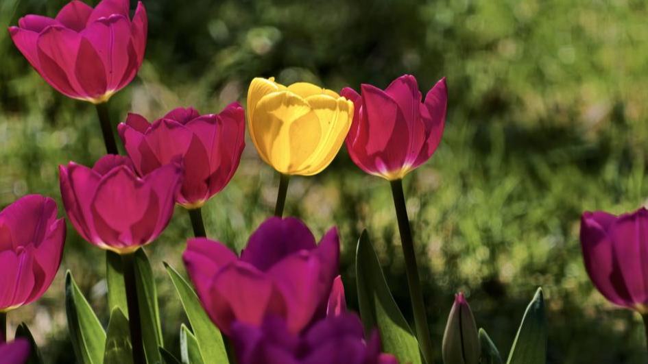 People enjoy blooming tulips at Zhongshan Park in Beijing
