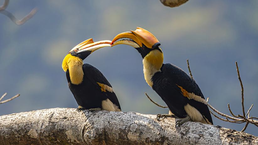 Bird guides protect nature, borders in SW China's Yunnan