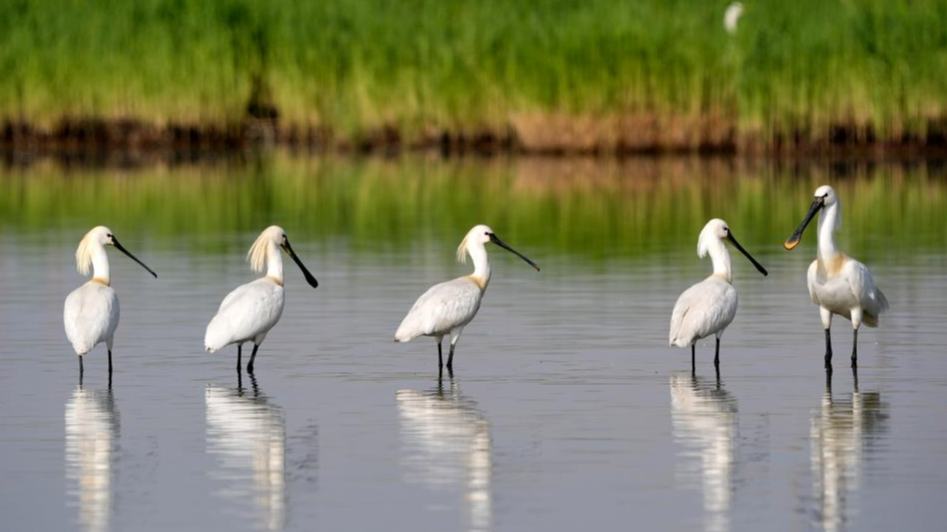 Migratory birds pictured in Shahu scenic area in NW China