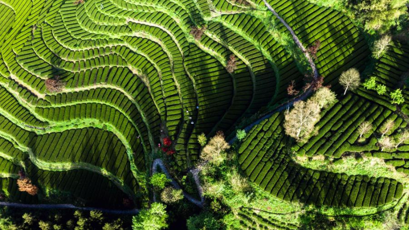 Tea harvest in full swing across China