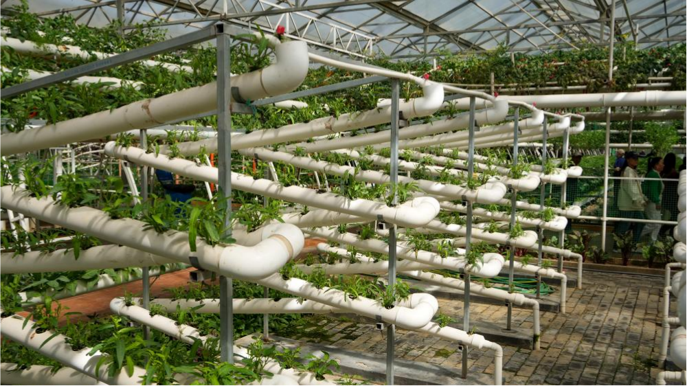 Int'l vegetable science and technology Expo opens in Shouguang, China's Shandong
