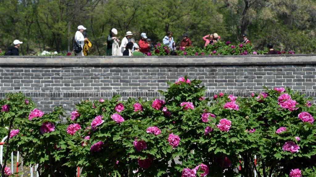 Tourists enjoy blooming peonies at Yuanmingyuan Park in Beijing