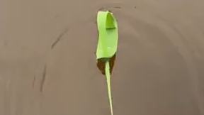 Sail away on a single leaf