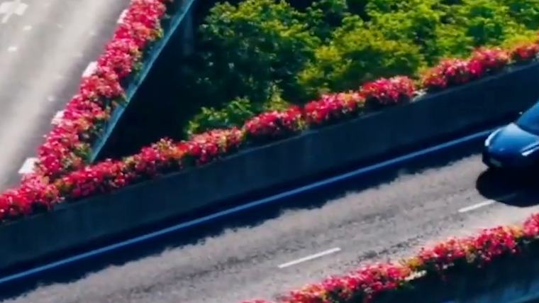 Chinese roses brighten Hangzhou's elevated roads