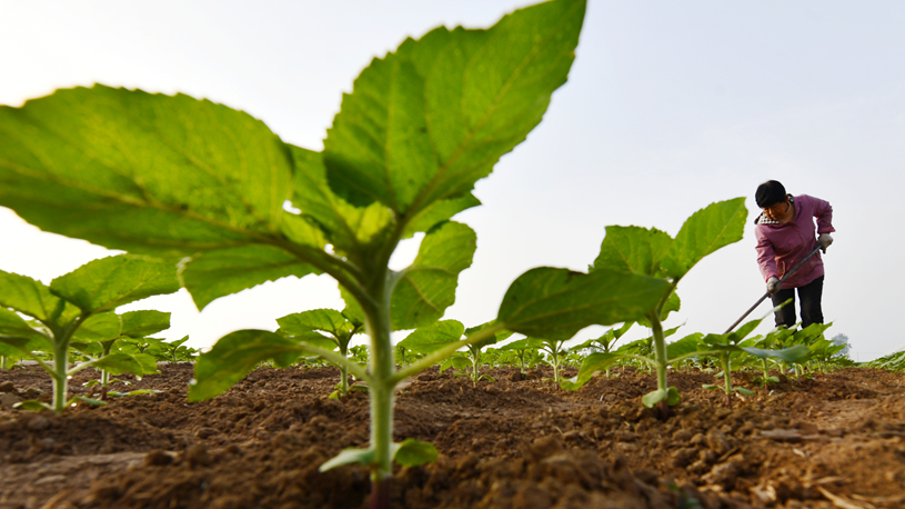 Spring farming in full swing across China