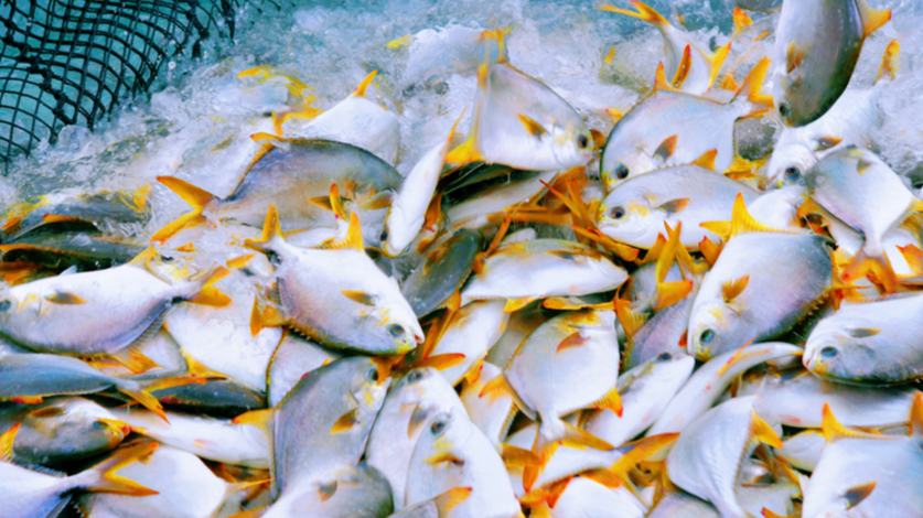 Marine ranch in S China's Guangxi achieves bumper golden pompano harvest
