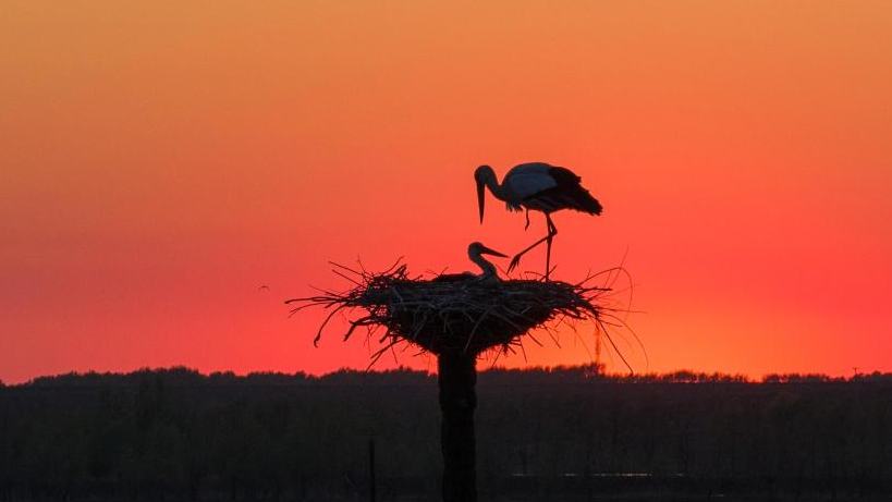 Migratory birds in China's Heilongjiang enter breeding season