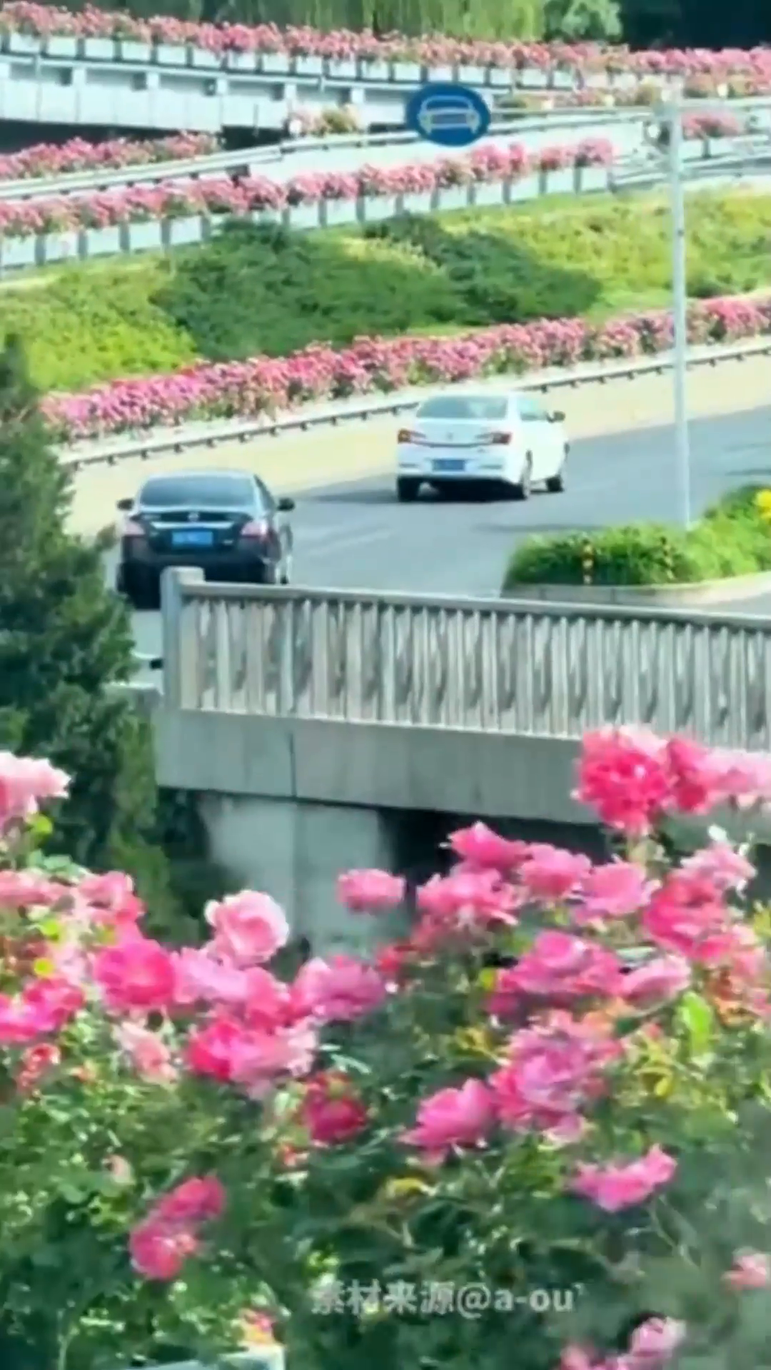 Roses turn Beijing's overpasses pink