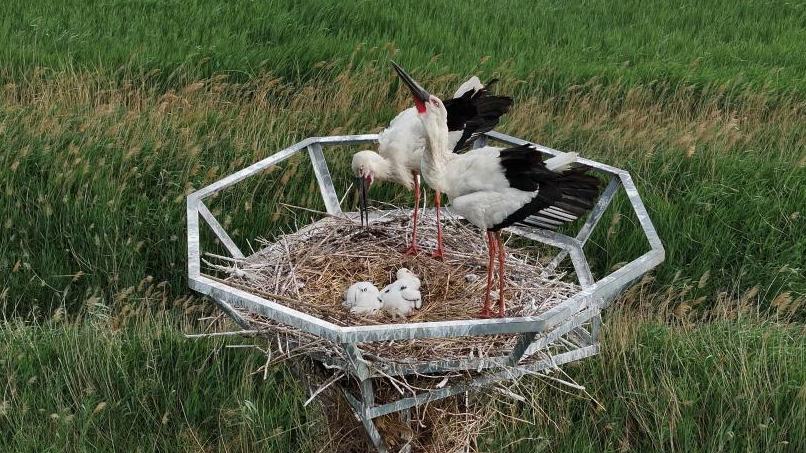 Oriental white storks enter breeding season in N China's Hebei