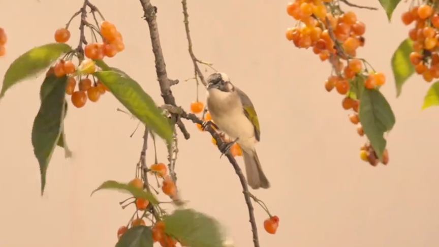 When fruit ripens, birds arrive