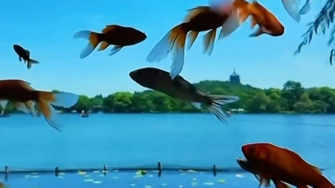 Goldfish 'fly' over West Lake in Hangzhou