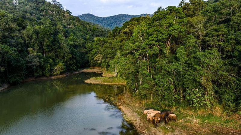 Ecological barrier consolidated in S China's Xishuangbanna