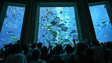 Aquarium sparks marine culture and tourism in Sanya