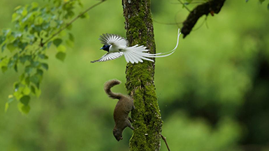 Asian paradise flycatcher fascinates birdwatchers in E China's Huangshan City