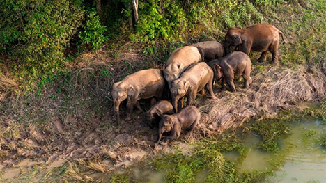 Ecological barrier consolidated in S China's Xishuangbanna