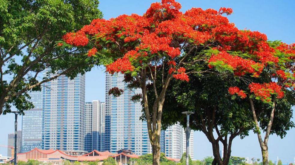 Scenery of blooming royal poinciana trees in Xiamen