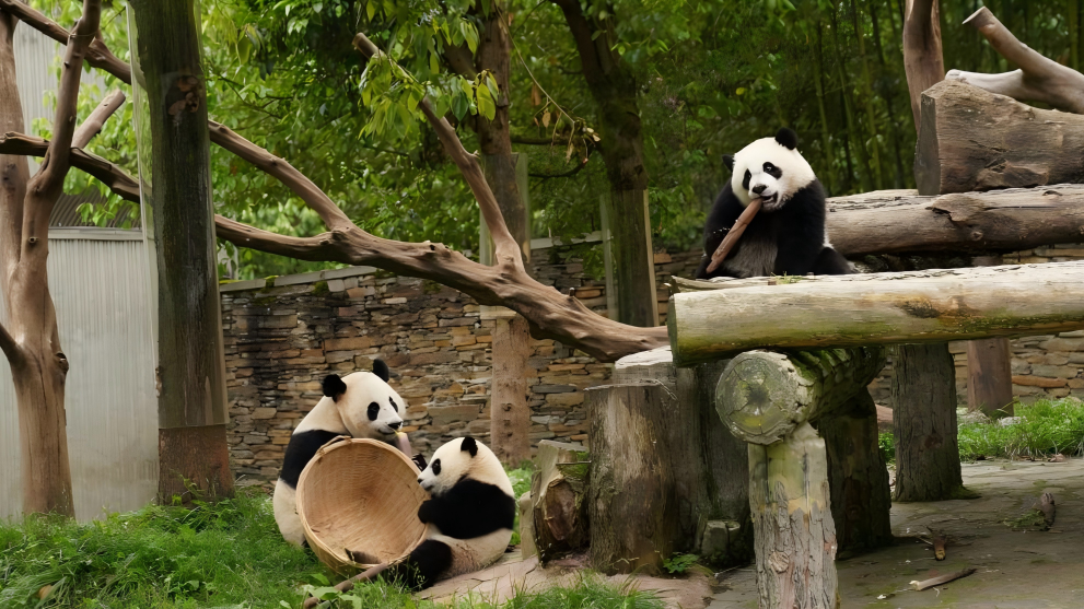 Giant pandas enjoy themselves at Wolong National Nature Reserve in China's Sichuan
