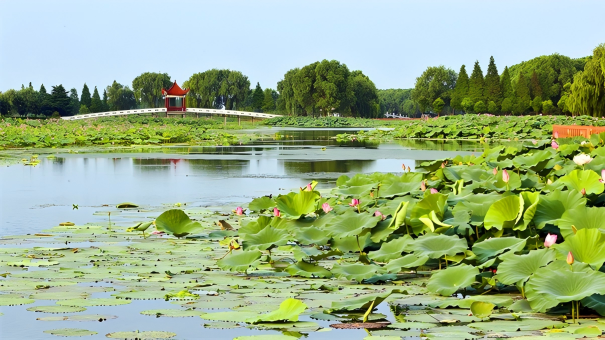 Lotus farming grows into prosperous industry in Honghu, C China's Hubei