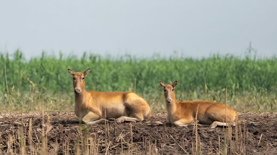 Milu deer pictured at south Dongting Lake nature reserve in C China's Hunan
