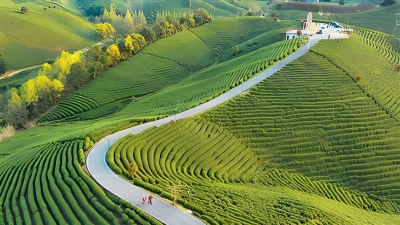 Anji's low-carbon tea industry gains international recognition