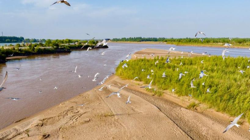 Migratory birds fly over silt bank along Yellow River in China's Ningxia