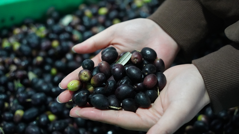 Olive industry thriving in Wudu District of China's Gansu