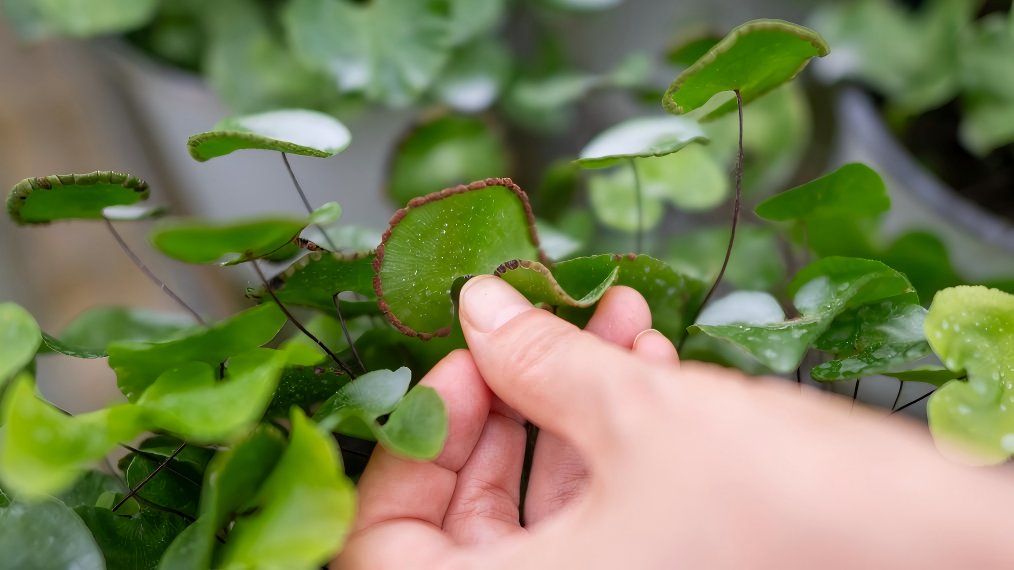 Rare plant research institute in Yichang safeguards Yangtze River biodiversity