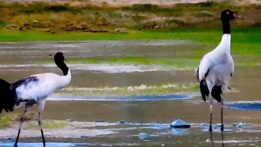 Black-necked crane family strolls through a dreamlike wetland
