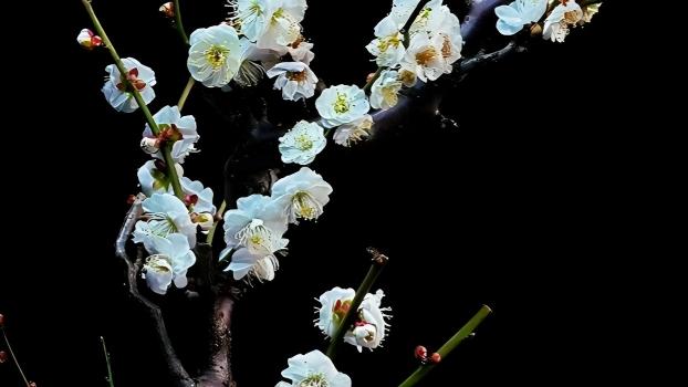 Watch 10 flowers bloom in stunning time-lapse