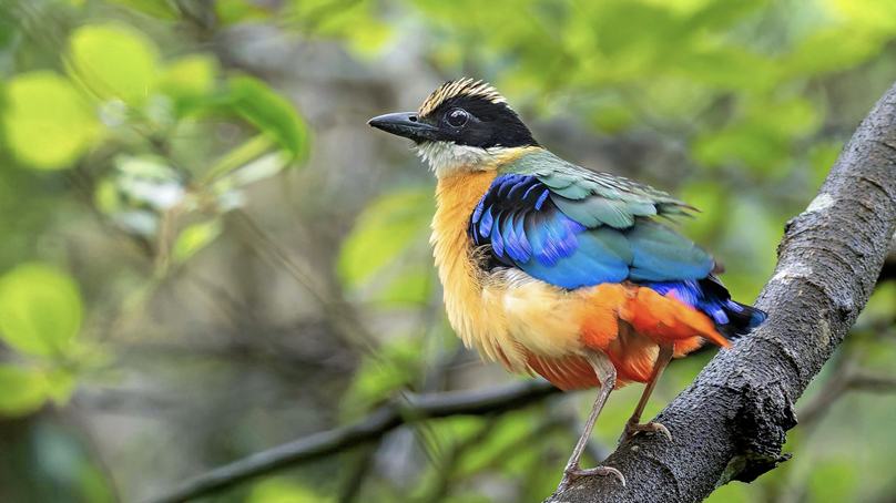 Rare Blue-winged Pittas spotted in Xiamen, SE China's Fujian Province