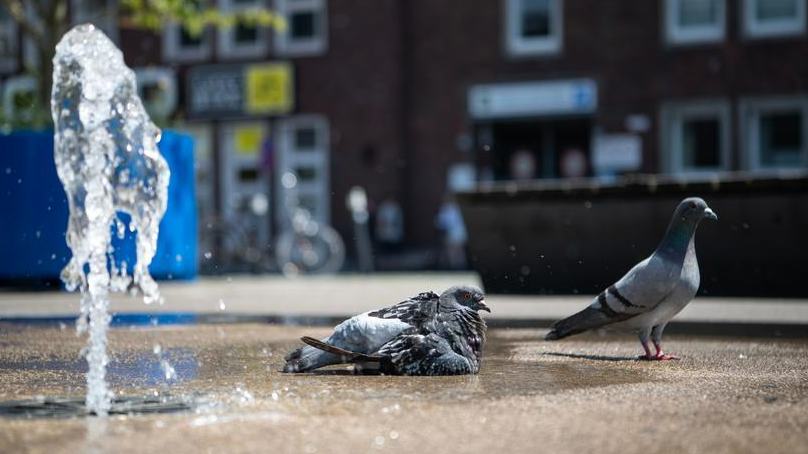 Expanding heatwave scorches Europe as records fall, wildfire risks rise