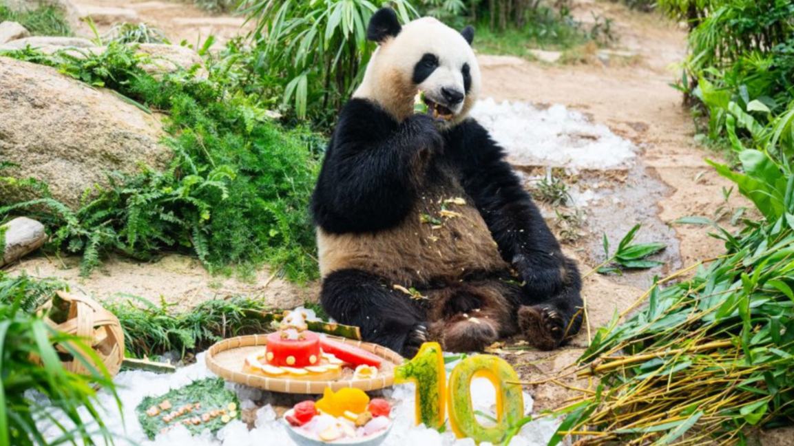 10th birthday celebration events for giant panda twins held in China's Macao