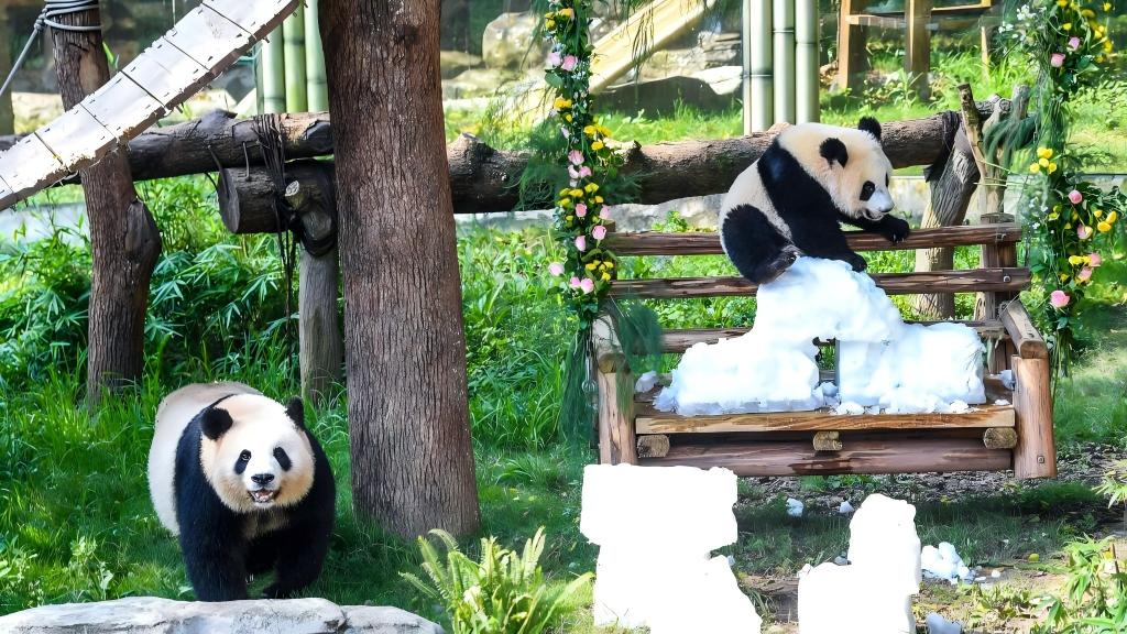 Giant panda cub "Wang Shu" celebrates her first birthday at Chongqing Zoo
