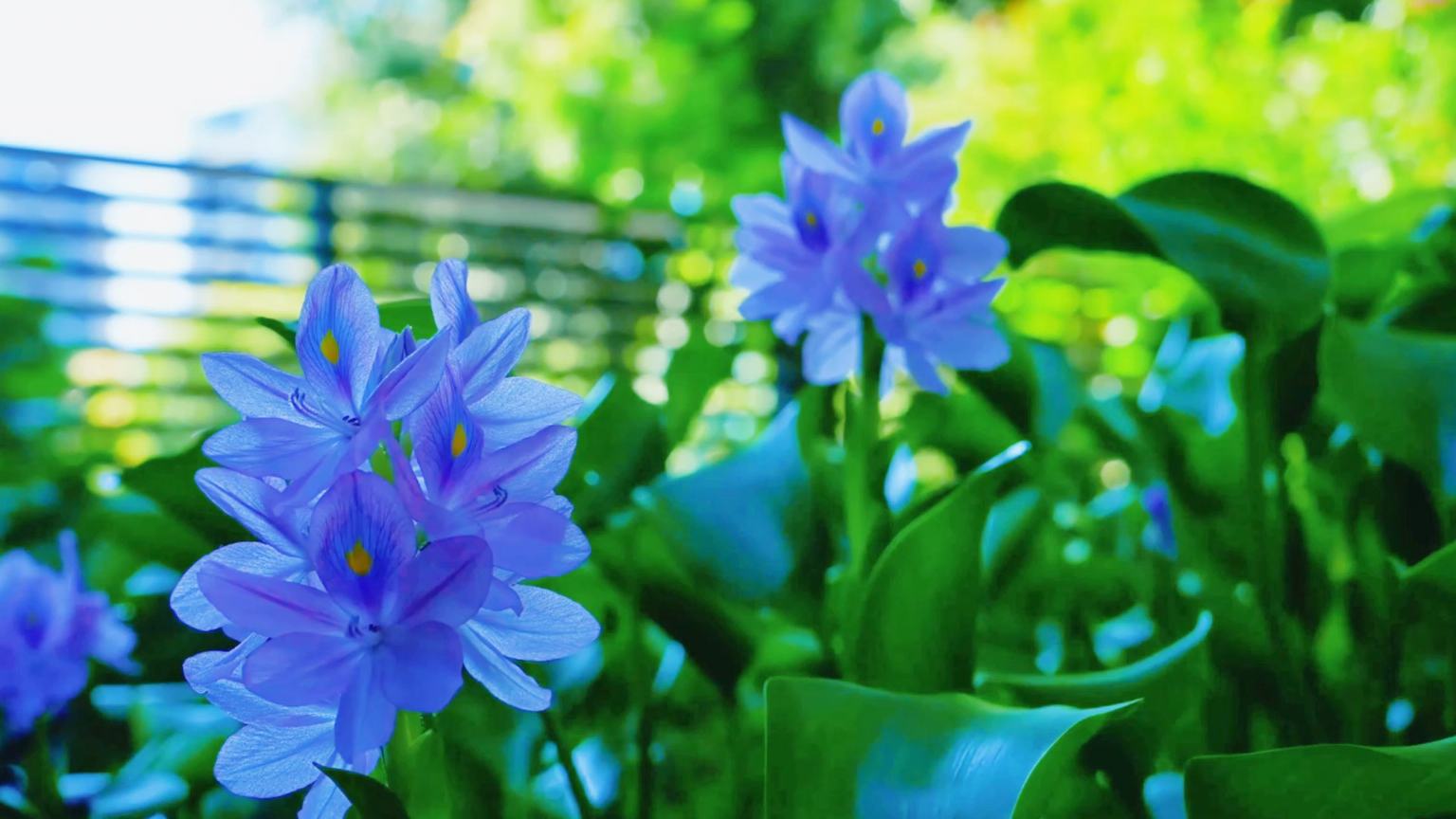Water hyacinths unfurl in SW China's Chongqing
