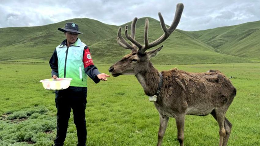 Mother and sons dedicated to protection of red deer