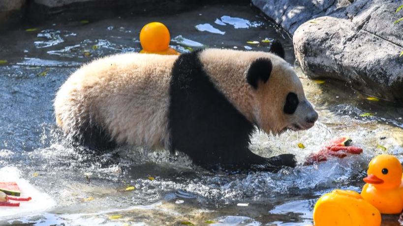 Chongqing Zoo takes various measures to cool animals off during summer heat