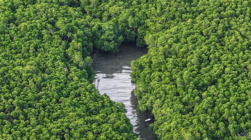 China's mangrove area expands to 31,700 hectares