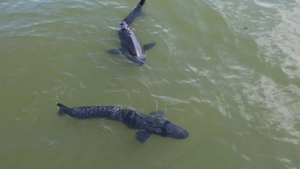 Hangzhou deploys biomimetic robotic fish for West Lake patrols
