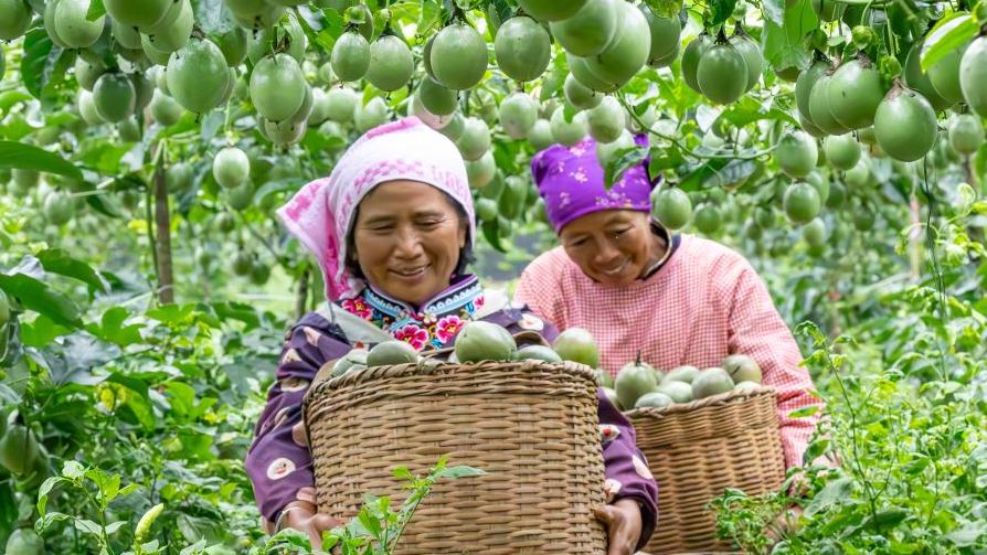Agricultural products harvested across China