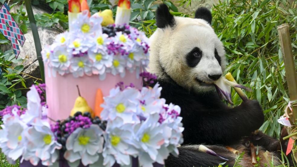 Giant panda Katyusha celebrates 3rd birthday at Moscow Zoo