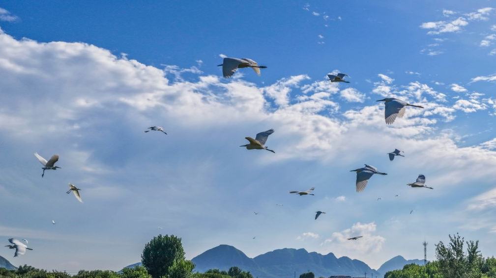Ecological improvement creates favorable environment for migratory waterbirds in N China's Zunhua