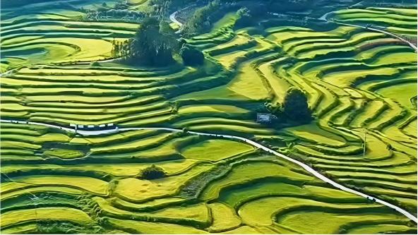 Ripening rice paints cascading terraced fields across Chongqing's mountains