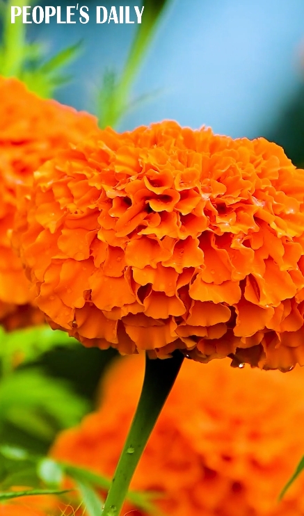 A golden harvest in full bloom