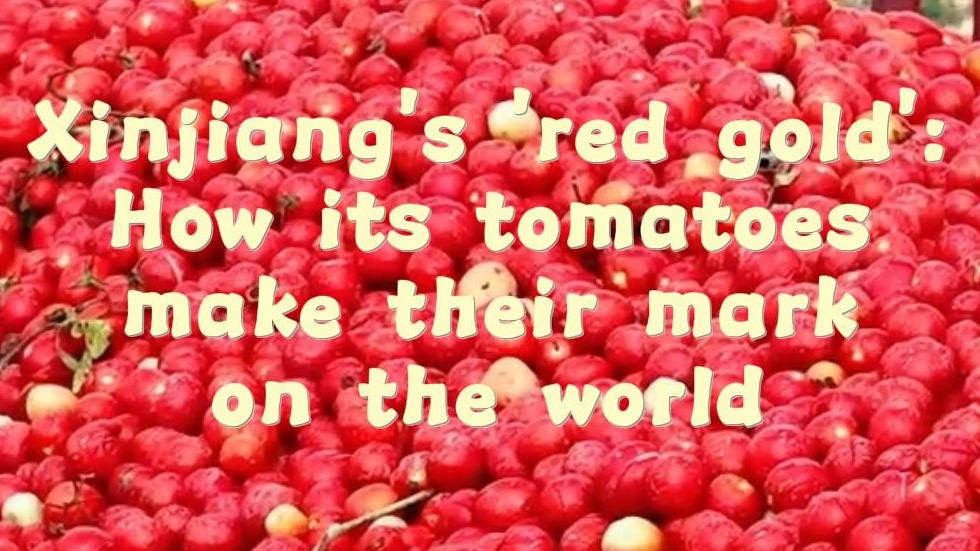 Xinjiang's 'red gold': How its tomatoes make their mark on the world