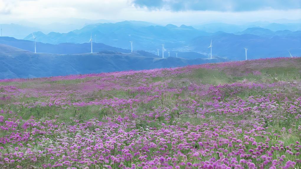 View of flower field at scenic area in Bijie, China's Guizhou