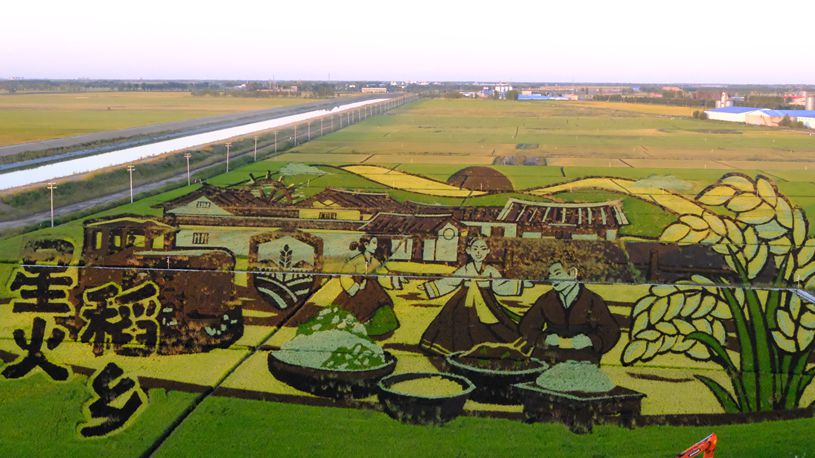 China's top grain-producing province turns paddies into tourist destinations