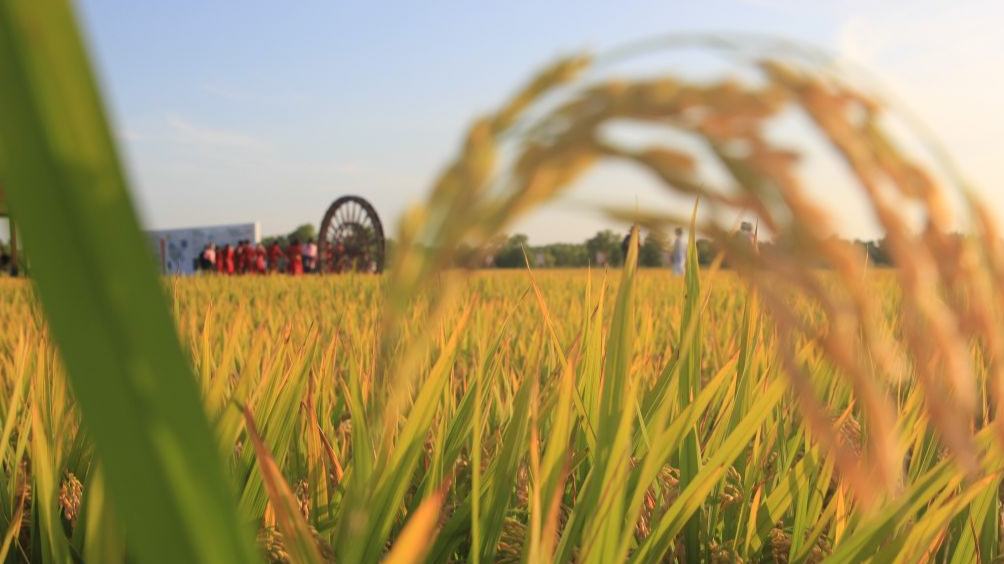 View of fields in Heilongjiang, NE China